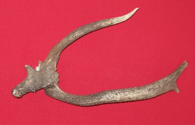 Picture of this lot Elk Antler Sides