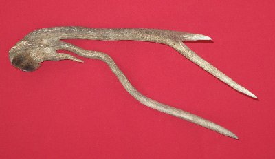 Picture of this lot Elk Antler Sides