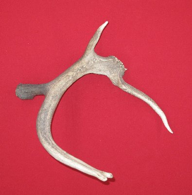 Picture of this lot Elk Antler Sides