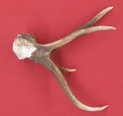 Picture of this lot Elk Antler Sides