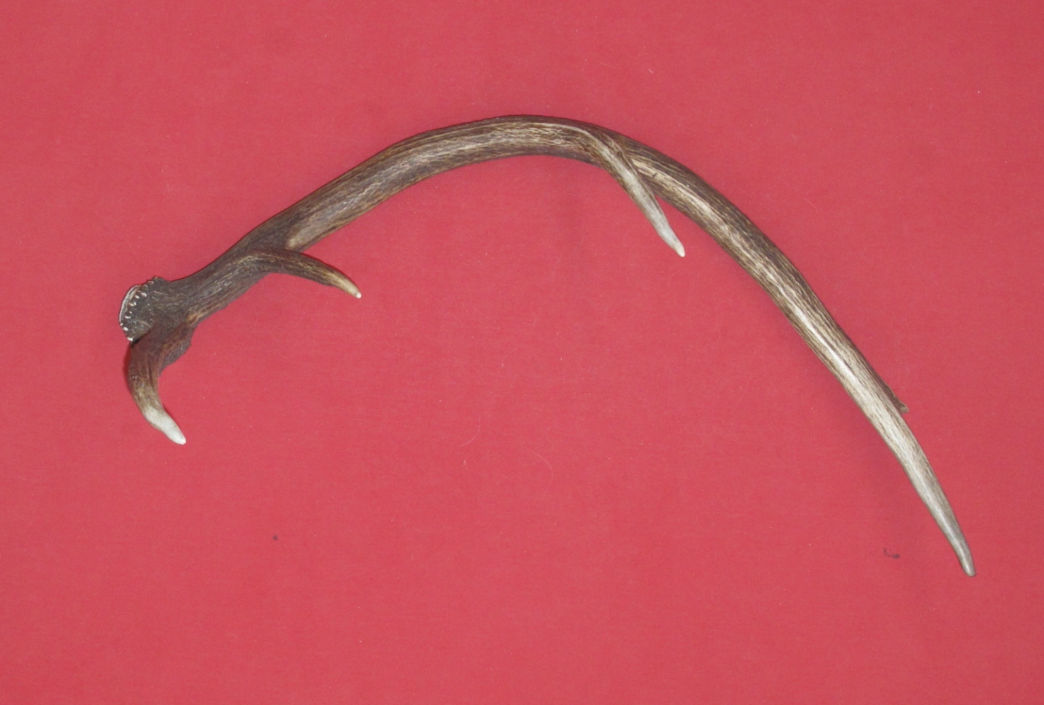 Antlers and Horns ELK SIDES (24859933)