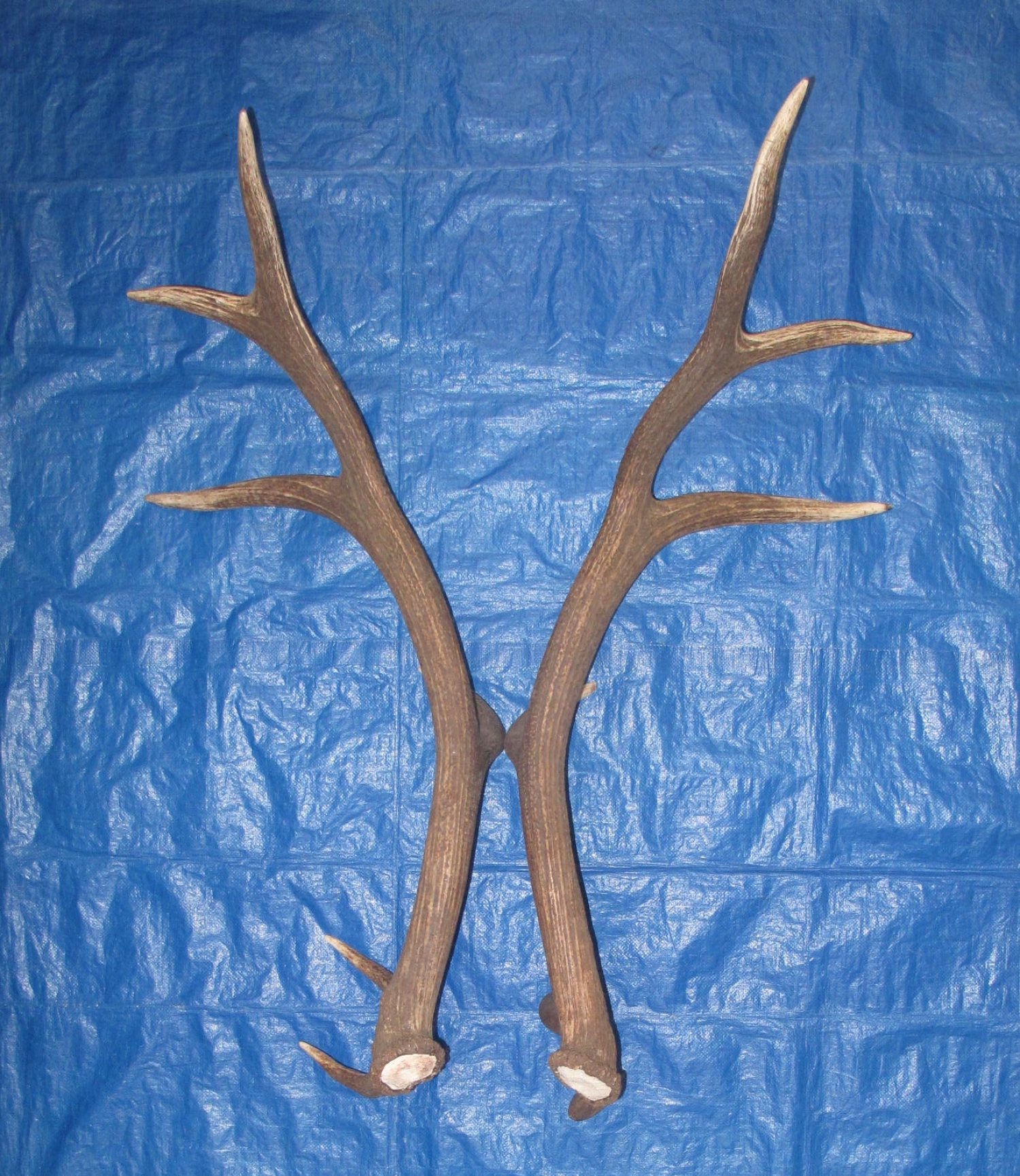 Antlers and Horns ELK SIDES (24859946)