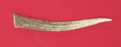 Picture of this lot Elk Antler Tines