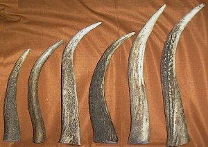 Picture of this lot Elk Antler Tines