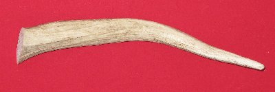 Picture of this lot Elk Antler Tines