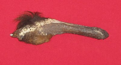 Picture of this lot Elk Antler Tines