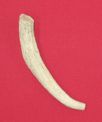Picture of this lot Elk Antler Tines