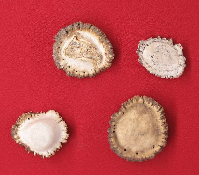 Picture of this lot Elk Antler Rosettes