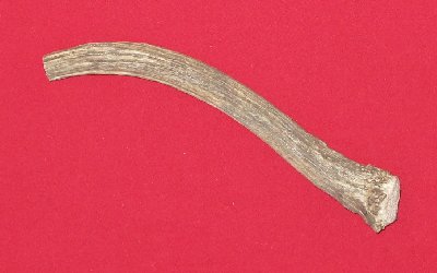 Picture of this lot Antlers - Elk Bases