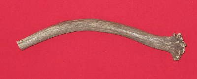 Picture of this lot Antlers - Elk Bases