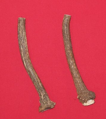 Picture of this lot Antlers - Elk Bases