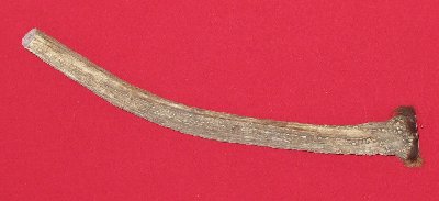 Picture of this lot Antlers - Elk Bases