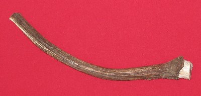 Picture of this lot Antlers - Elk Bases