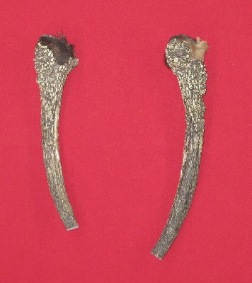 Picture of this lot Elk Antler Miscellaneous Pieces