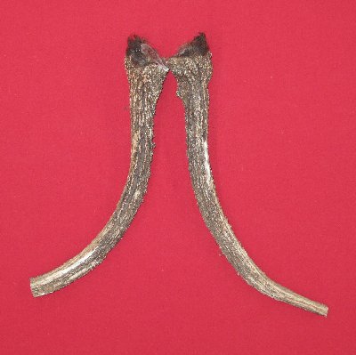 Picture of this lot Elk Antler Miscellaneous Pieces