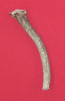 Picture of this lot Elk Antler Miscellaneous Pieces