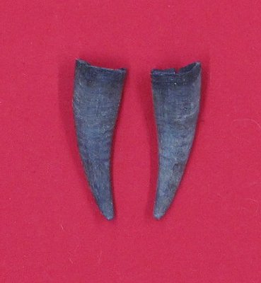 Picture of this lot Domestic Goat Horns