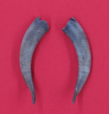 Picture of this lot Domestic Goat Horns