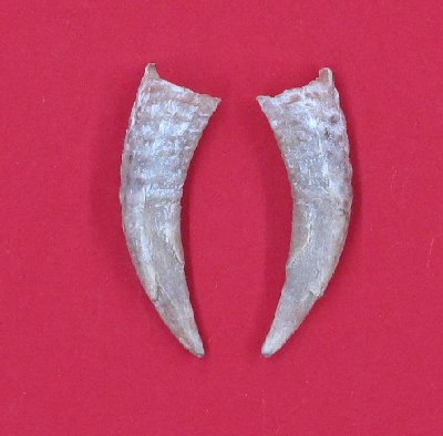 Picture of this lot Domestic Goat Horns