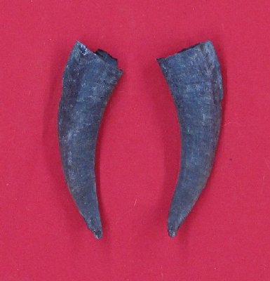Picture of this lot Domestic Goat Horns