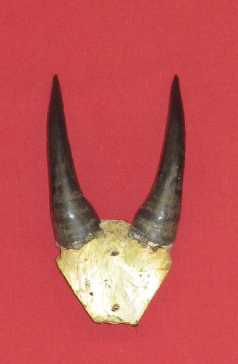 Antlers and Horns : ROCKY MOUNTAIN GOAT - HORNS (2530-0006 ...