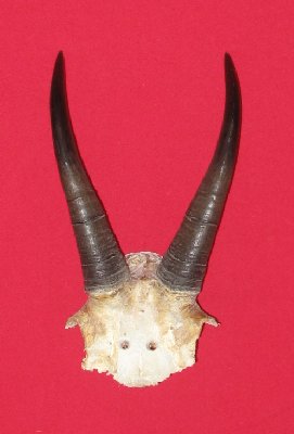 Picture of this lot Antlers - Rocky Mountain Goat Horns
