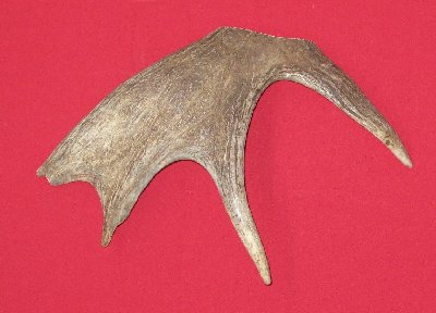 Picture of this lot Moose Antler Palms