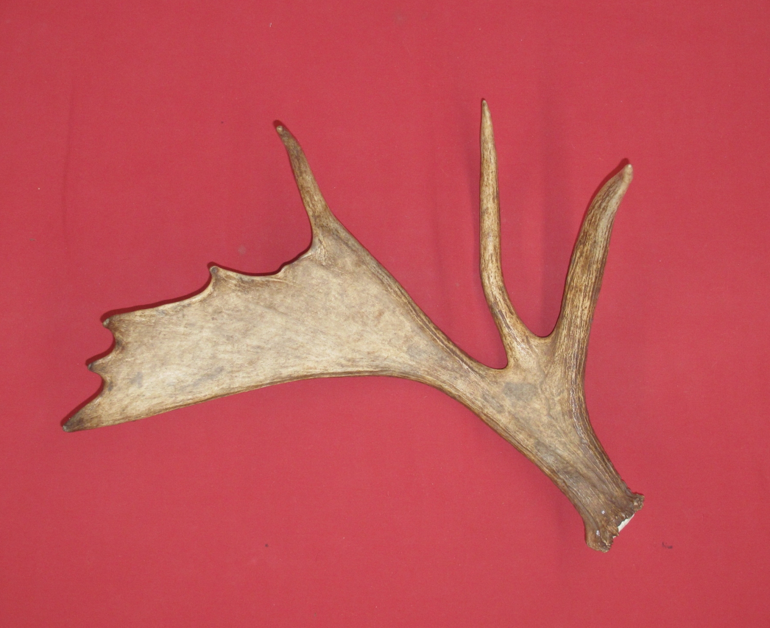 Antlers and Horns MOOSE SIDES (25601083)