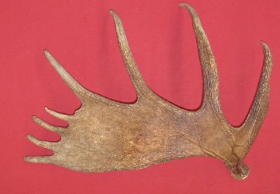 Picture of this lot Moose Antler Sides