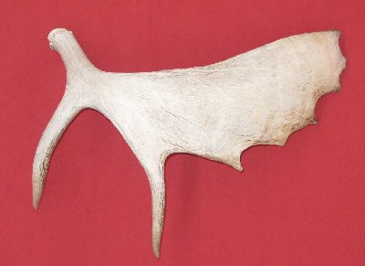 Picture of this lot Moose Antler Sides