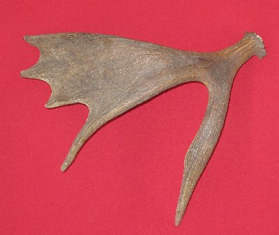 Picture of this lot Moose Antler Sides