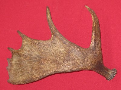 Picture of this lot Moose Antler Sides