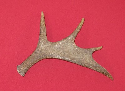 Picture of this lot Moose Antler Sides