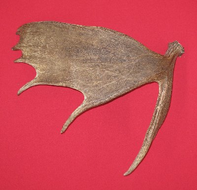 Picture of this lot Moose Antler Sides