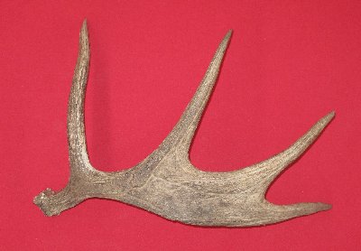 Picture of this lot Moose Antler Sides