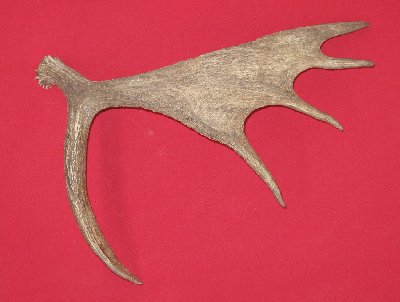 Picture of this lot Moose Antler Sides