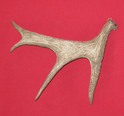 Picture of this lot Moose Antler Sides