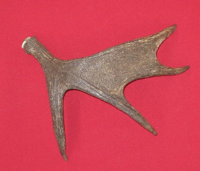 Picture of this lot Moose Antler Sides