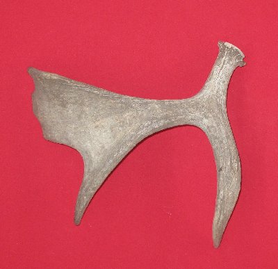 Picture of this lot Moose Antler Sides