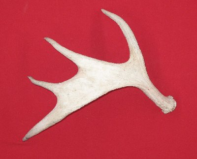 Picture of this lot Moose Antler Sides