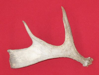 Picture of this lot Moose Antler Sides