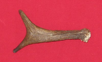 Picture of this lot Moose Antler Sides