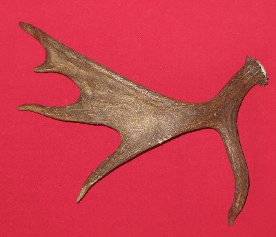 Picture of this lot Moose Antler Sides