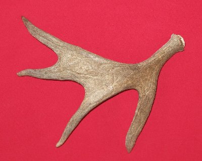 Picture of this lot Moose Antler Sides