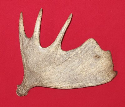 Picture of this lot Moose Antler Sides