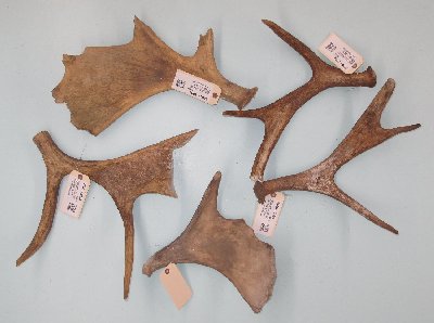 Picture of this lot Moose Antler Sides