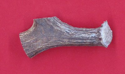 Picture of this lot Moose Antler Stems / Billets for Flint Knapping
