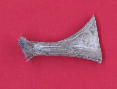 Picture of this lot Moose Antler Stems / Billets for Flint Knapping