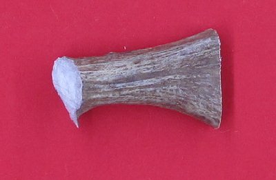 Picture of this lot Moose Antler Stems / Billets for Flint Knapping