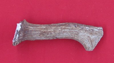 Picture of this lot Moose Antler Stems / Billets for Flint Knapping